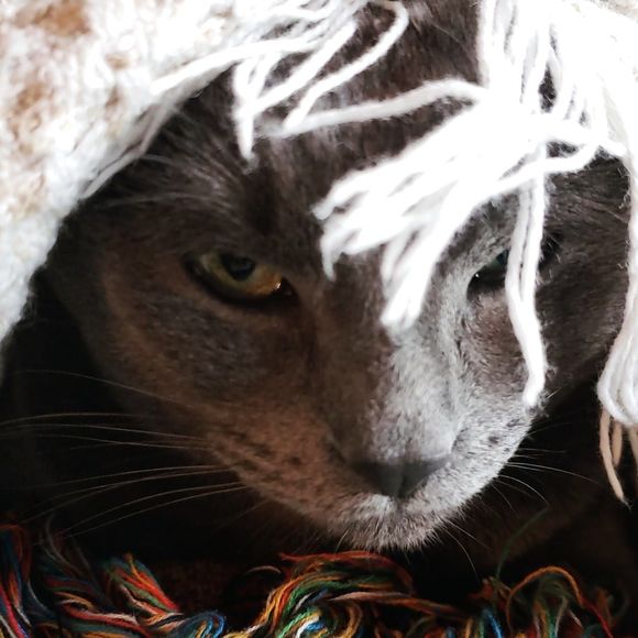 Meet your Posher, Casey - Picture 1 of 1